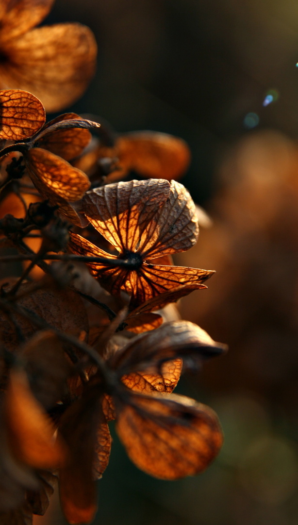 Die letzten toten Blüten