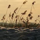 Die Letzten trotzen dem Wind und der Kälte