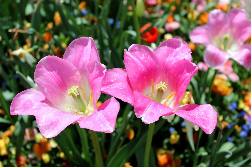 Die letzten Tulpen