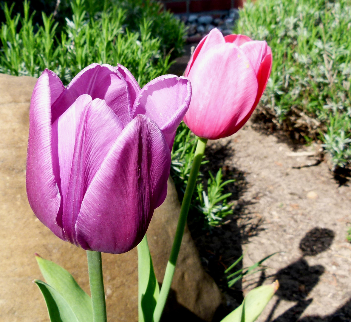 Die letzten Tulpen