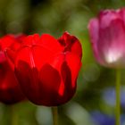 Die letzten Tulpen