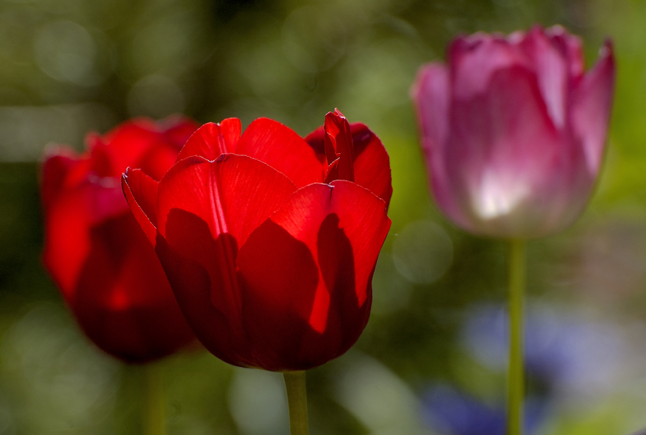 Die letzten Tulpen