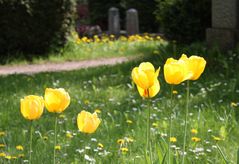 die letzten Tulpen am Friedhof