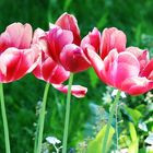 die letzten Tulpen