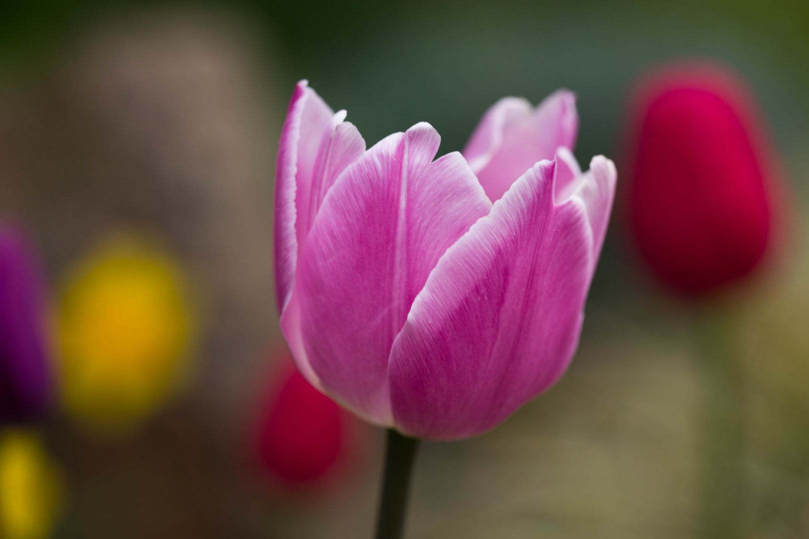 Die letzten Tulpen blühen