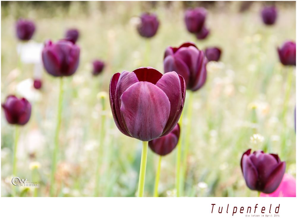 die letzten Tulpen