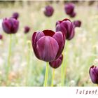 die letzten Tulpen