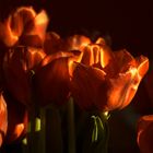 Die letzten Tulpen im Abendlicht