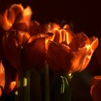 Die letzten Tulpen im Abendlicht