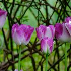 Die letzten Tulpen im Garten