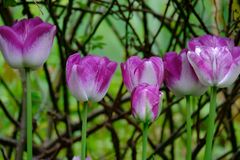 Die letzten Tulpen im Garten