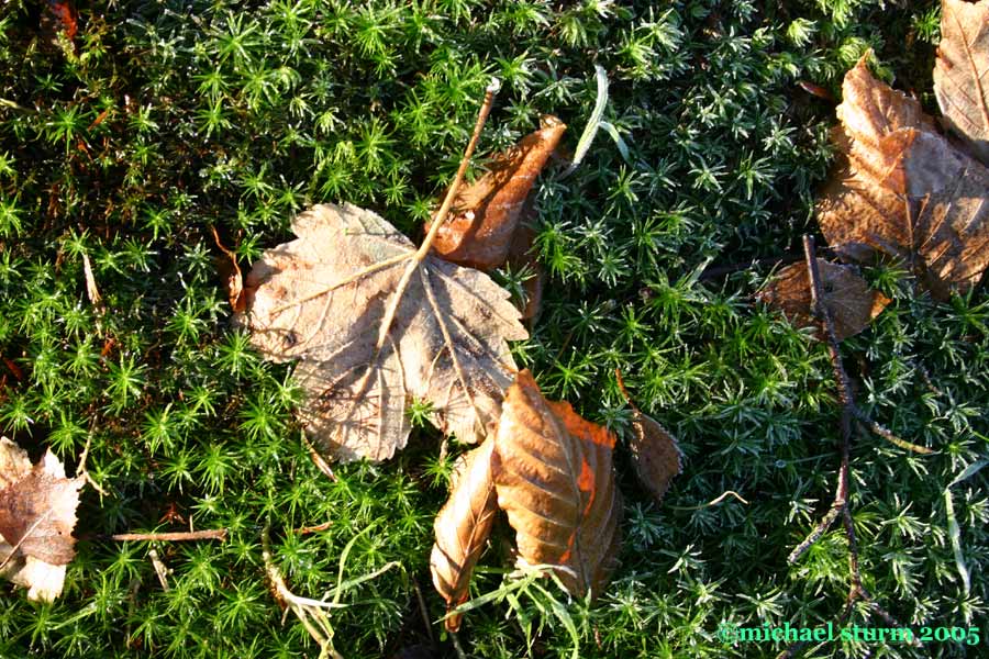 die letzten überbleibsel des herbstes 2