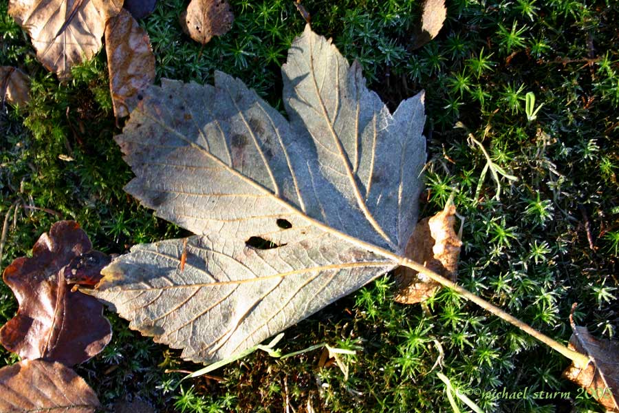 die letzten überbleibsel des herbstes