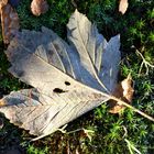 die letzten überbleibsel des herbstes