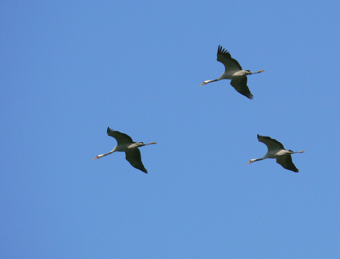 Die letzten Vögel des Glücks...?