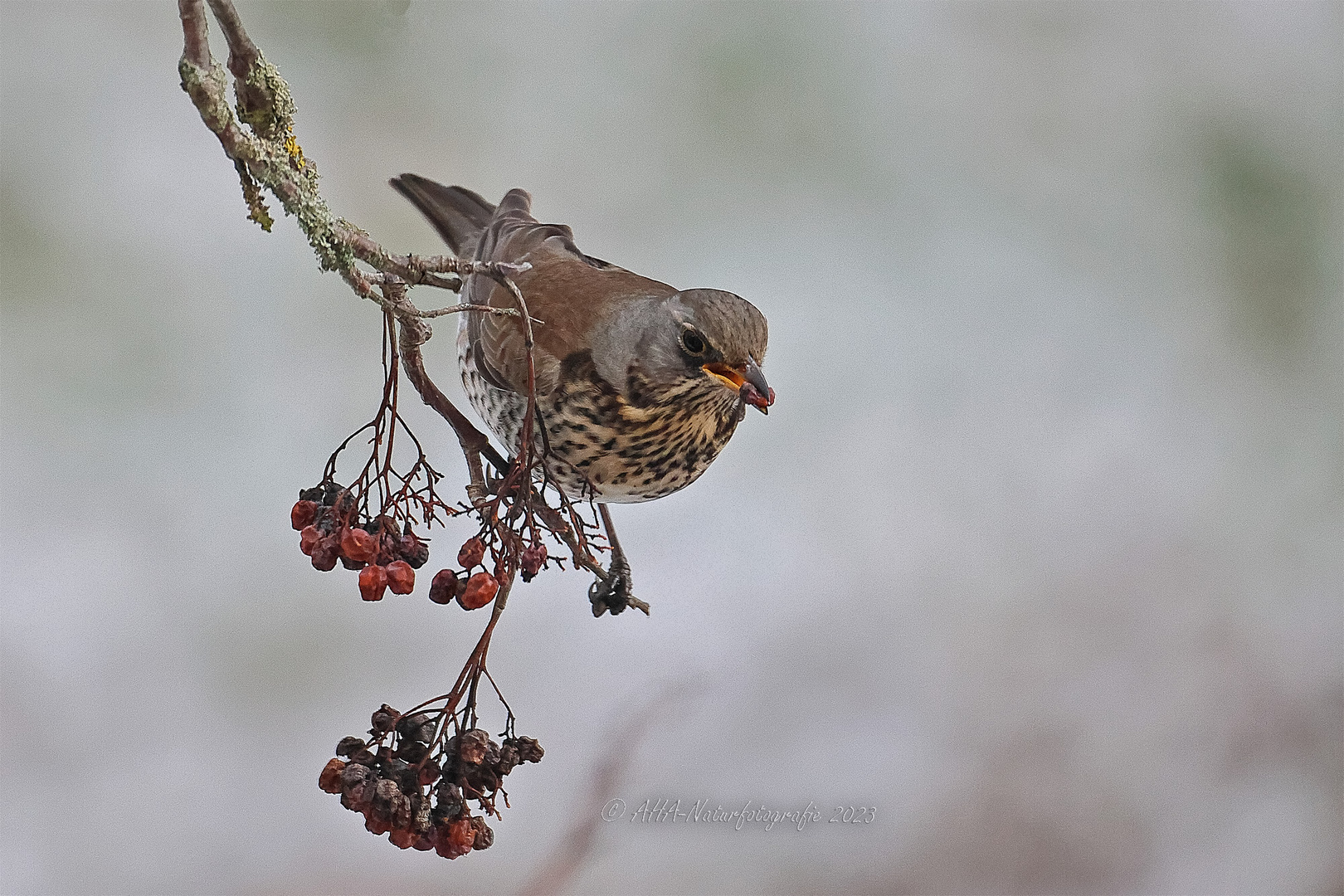 Die letzten Vogelbeeren ...