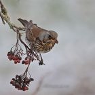 Die letzten Vogelbeeren ...