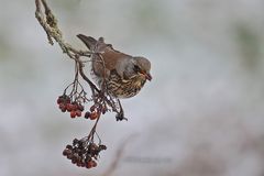 Die letzten Vogelbeeren ...