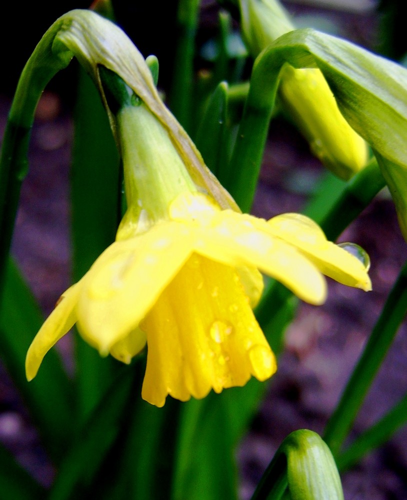 Die letzten Wassertropfen nach dem Regen...