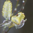 die letzten Weidenblüten