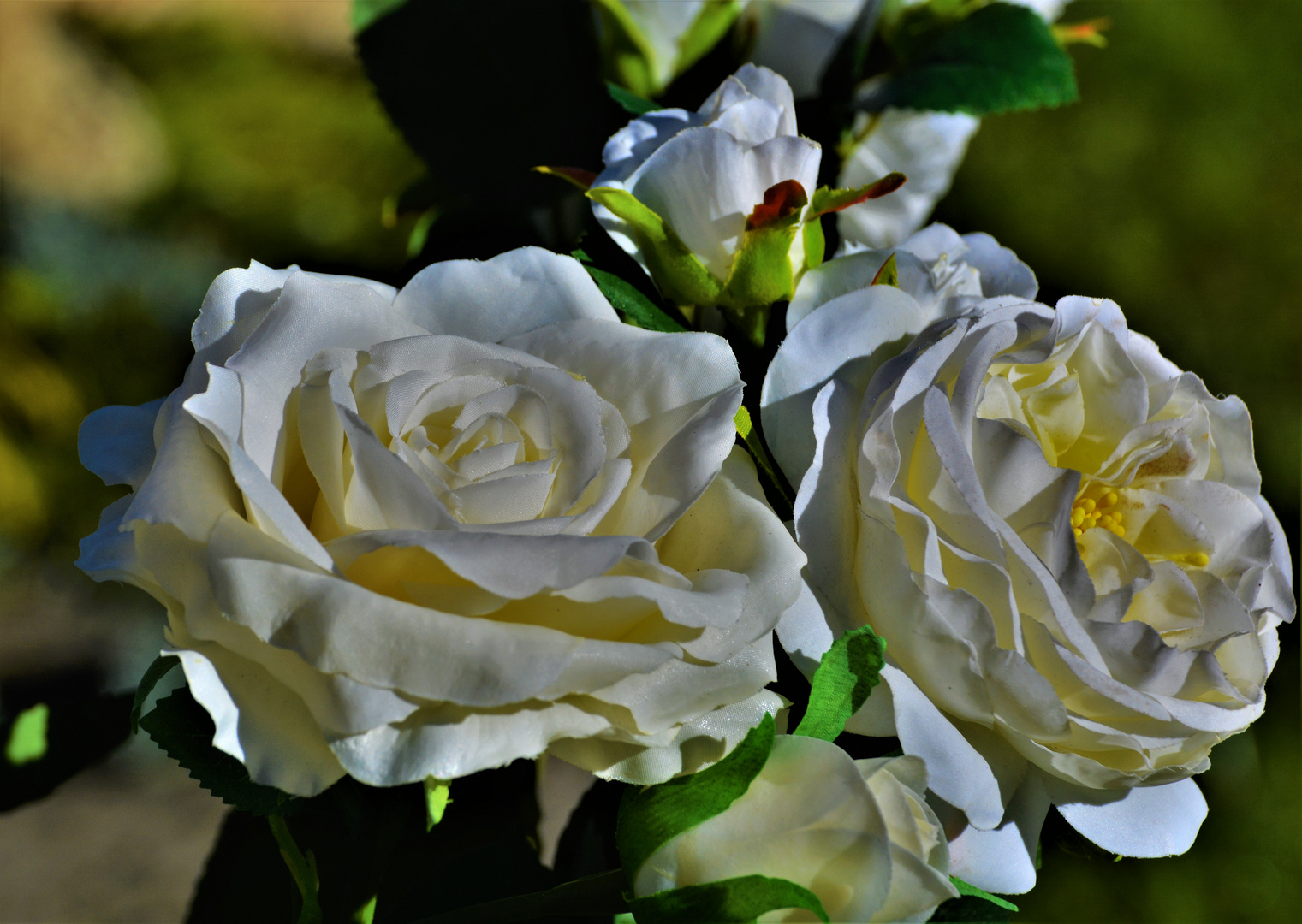 ...die letzten weisen Rosen