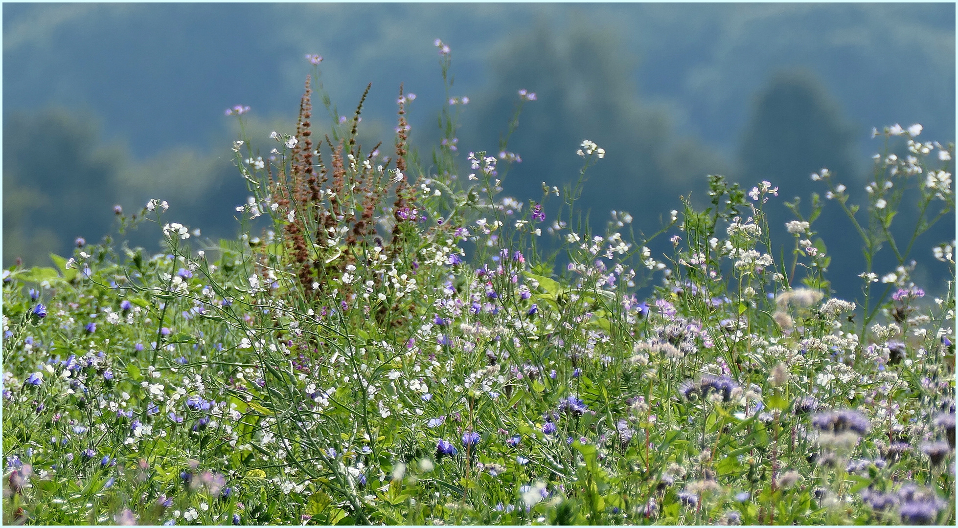 Die letzten Wildblumen am Feld