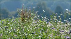 Die letzten Wildblumen am Feld