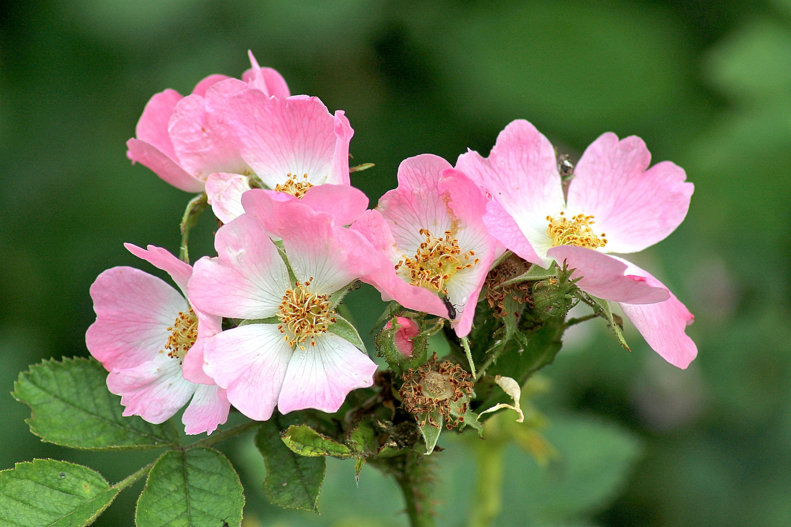 die letzten wilden Rosen