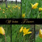 ... die letzten Wildtulpen