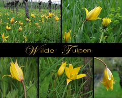 ... die letzten Wildtulpen