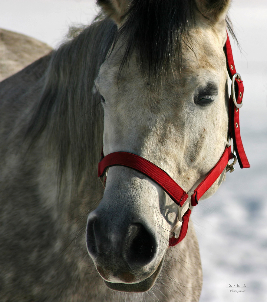 "die letzten Winter-Fotos so Gott will"