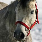 "die letzten Winter-Fotos so Gott will"