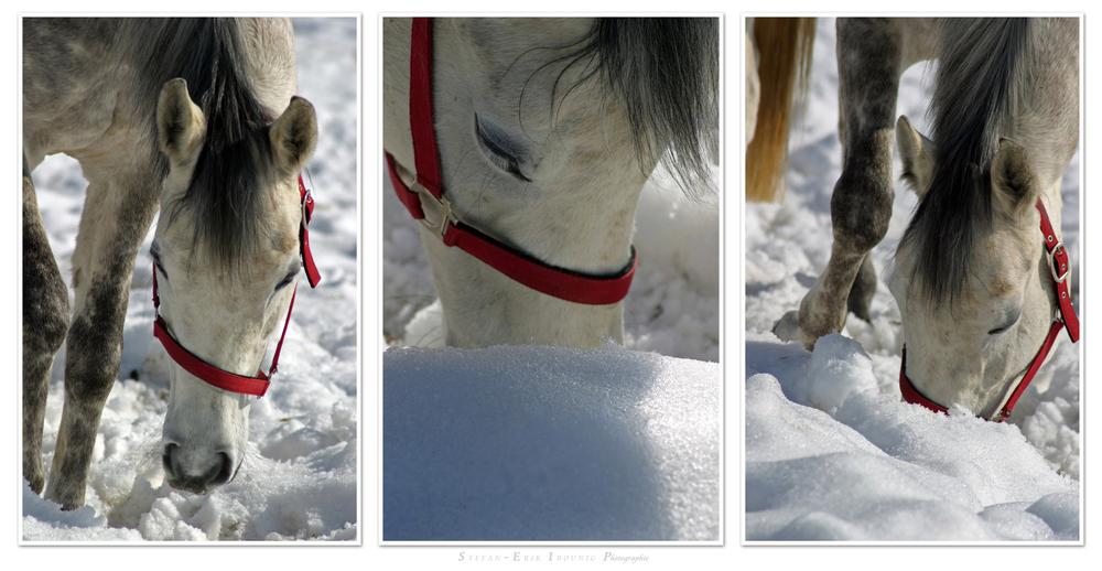 "die letzten Winter-Fotos so Gott will"