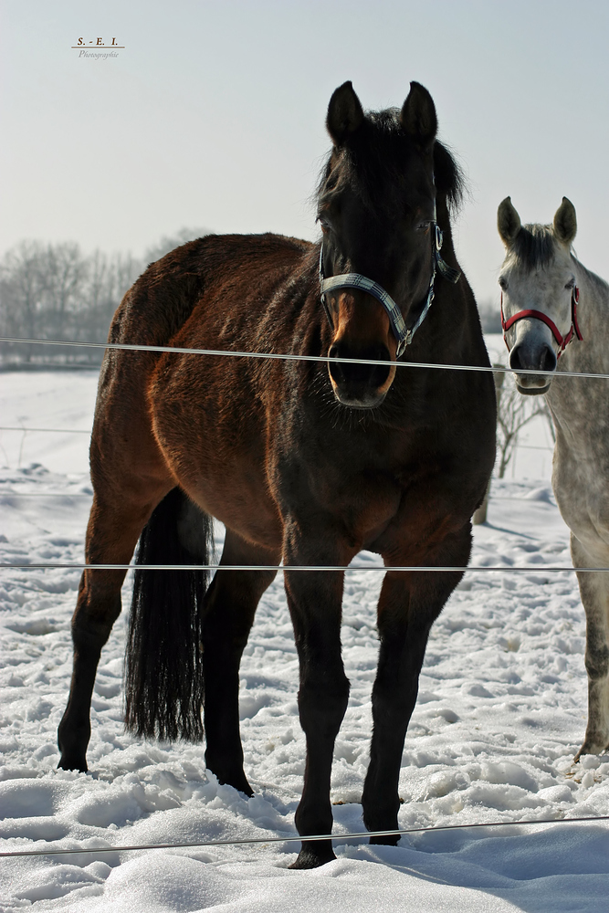 "die letzten Winter-Fotos so Gott will"