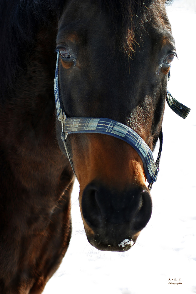 "die letzten Winter-Fotos so Gott will"