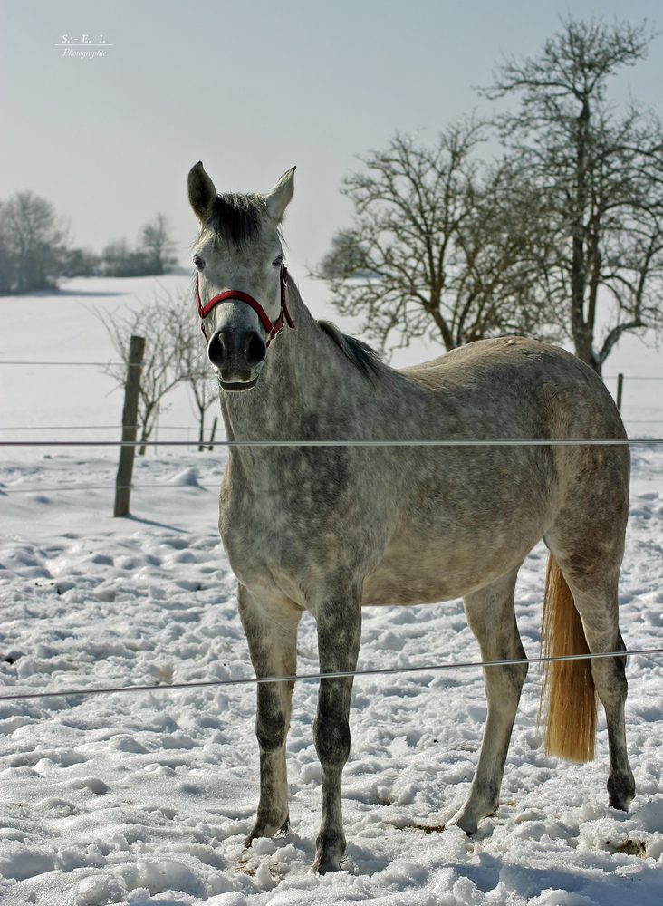 "die letzten Winter-Fotos so Gott will"