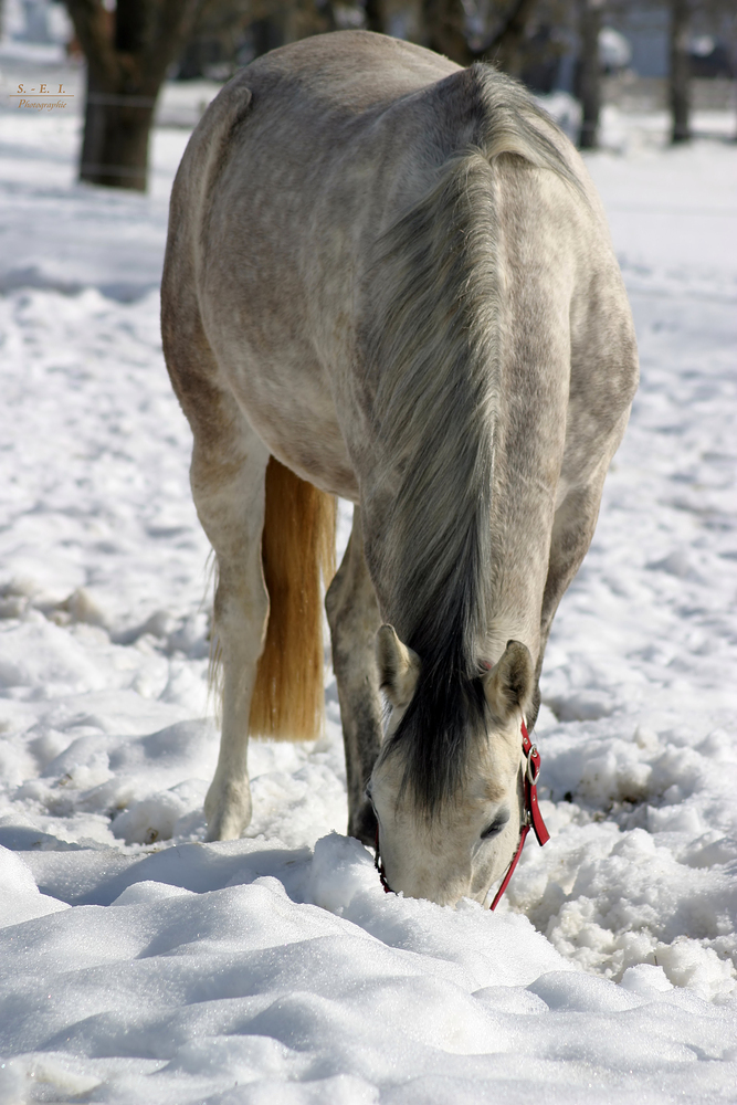 "die letzten Winter-Fotos so Gott will"