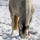 "die letzten Winter-Fotos so Gott will"