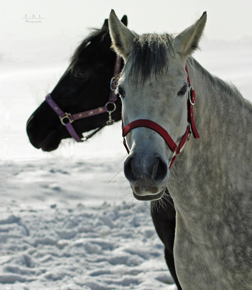 "die letzten Winter-Fotos so Gott will"