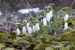 die letzten winterboten - hoffentlich