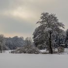 Die letzten Winterzuckungen 4