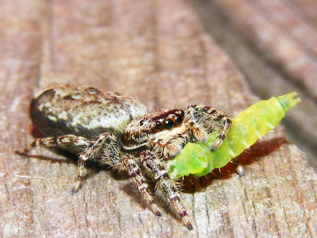 Die letzten Worte von der Spinne an die Raupe ,,Und Du wirst kein Schmetterling"