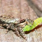 Die letzten Worte von der Spinne an die Raupe ,,Und Du wirst kein Schmetterling"