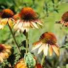 Die letzten Zeichen des Sommers