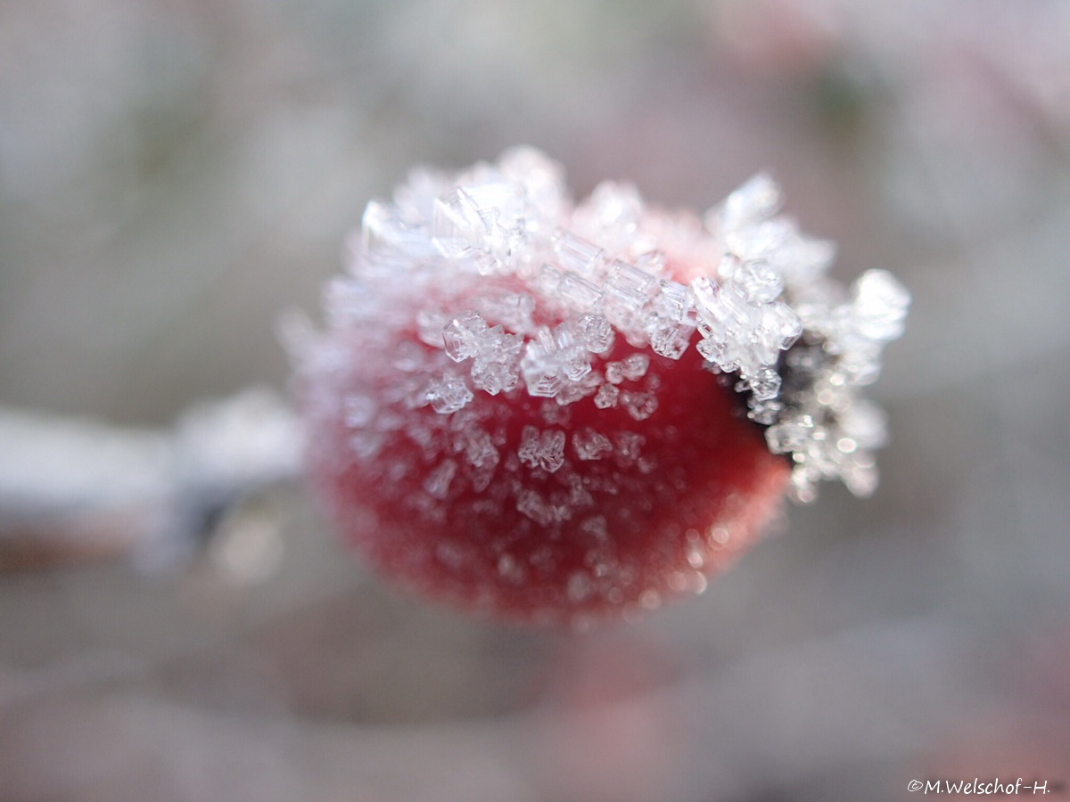 die letzten Züge des Winters...