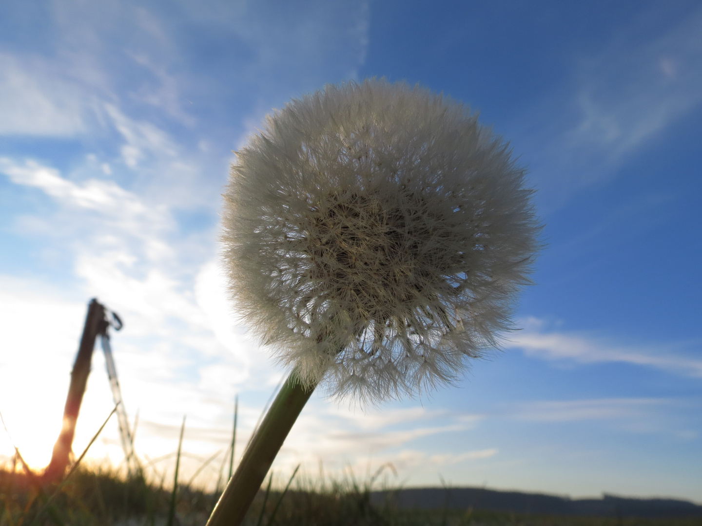 Die letzte..........Pusteblume