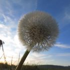 Die letzte..........Pusteblume