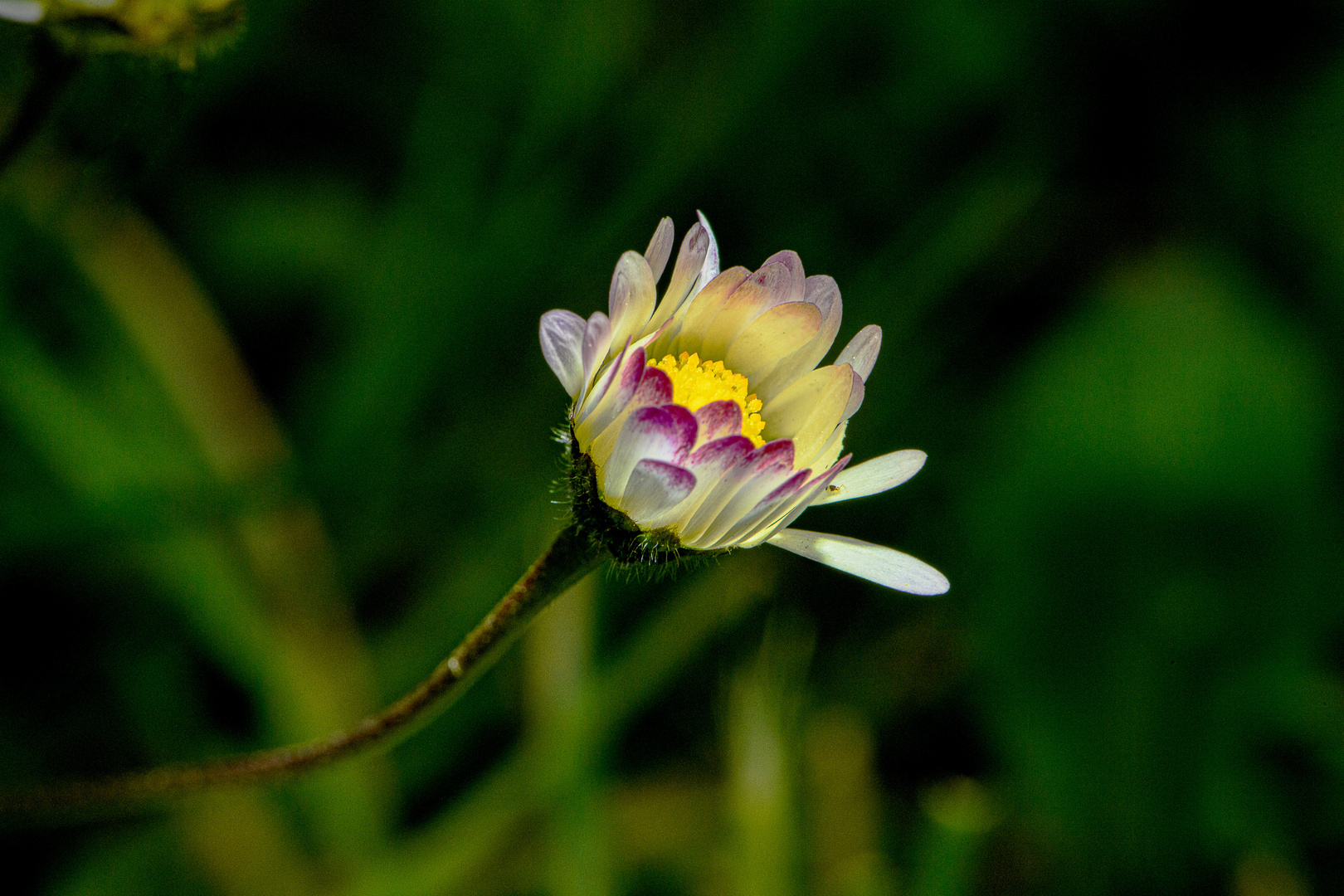 Die leuchtende Blume (the luminous flower)