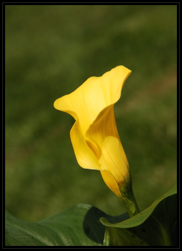 Die Leuchtende Calla.