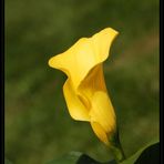 Die Leuchtende Calla.